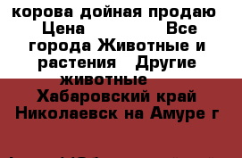 корова дойная продаю › Цена ­ 100 000 - Все города Животные и растения » Другие животные   . Хабаровский край,Николаевск-на-Амуре г.